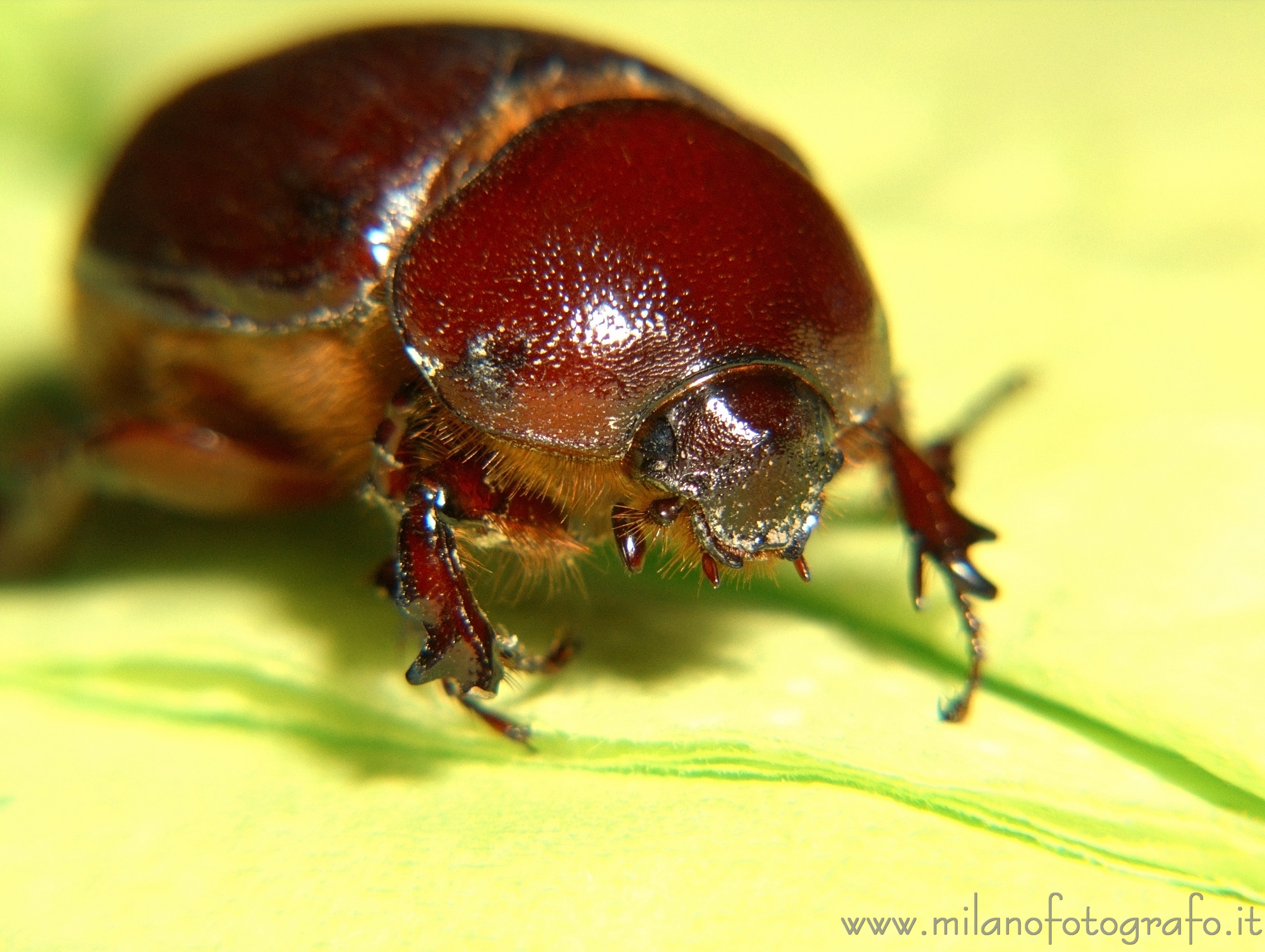 Giurdignano (Lecce) - Femmina di Phyllognathus excavatus